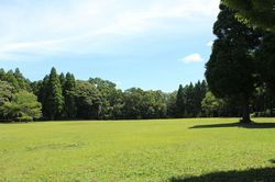 昭和の森.jpg